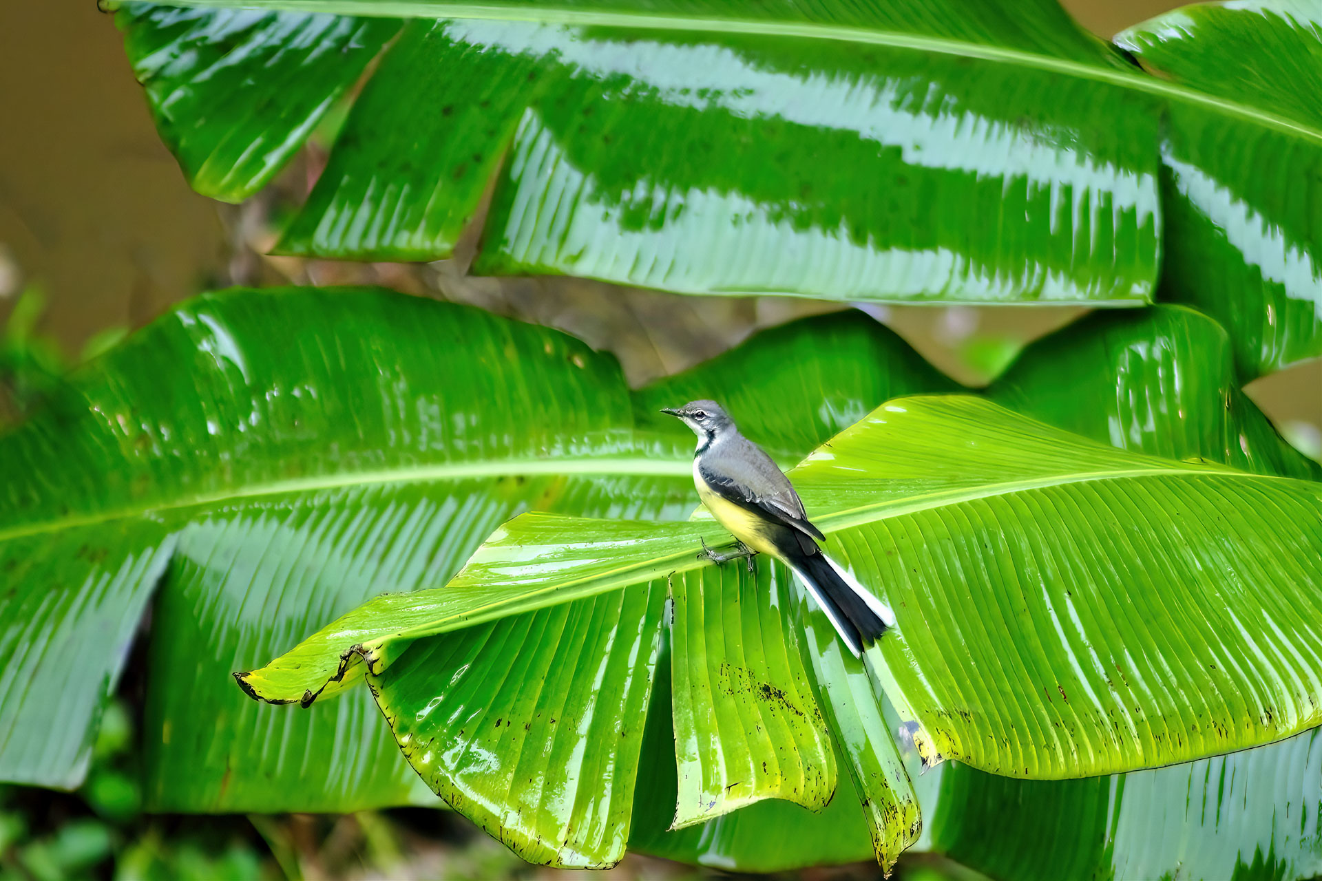 Madagaskarstelze (Motacilla flaviventris)